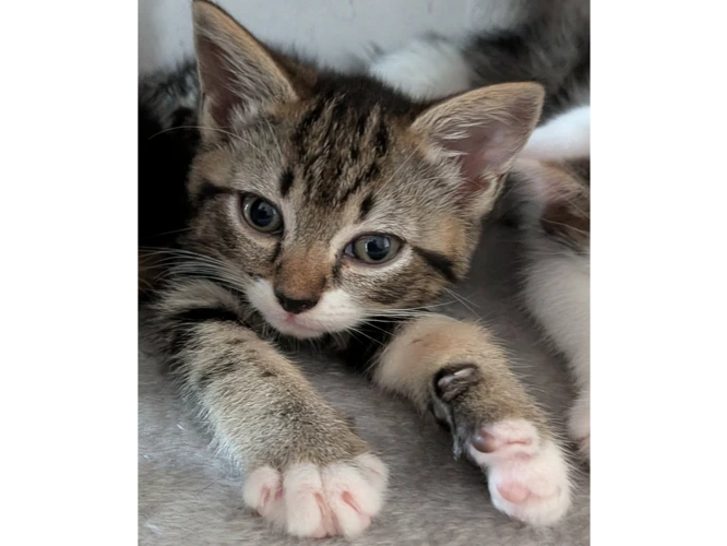 3 Adorable Kittens!!
