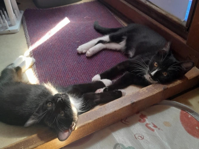 Penny and Polly