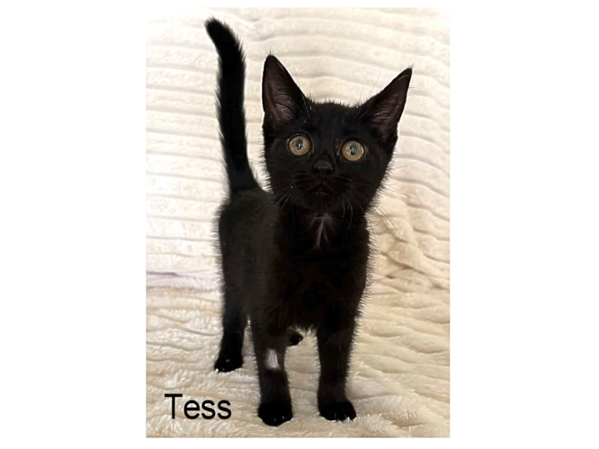 TESS