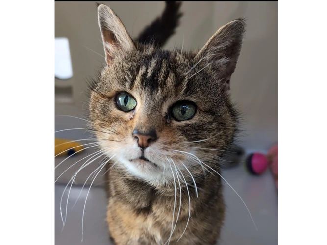 Bambi Cat