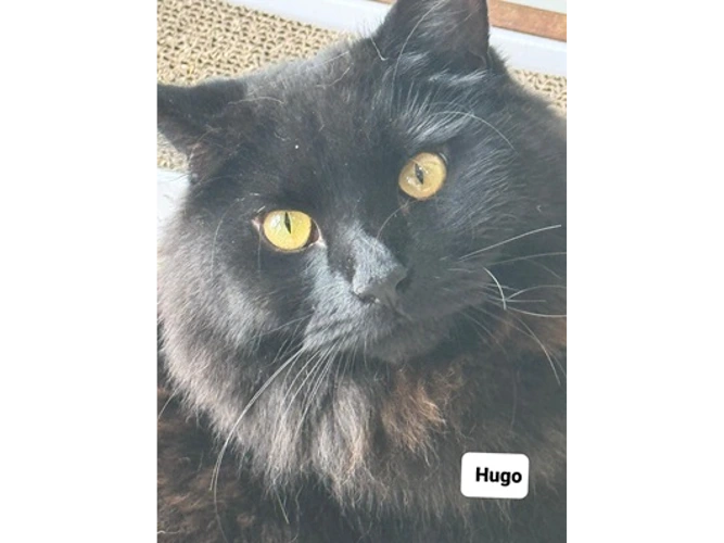 Hugo