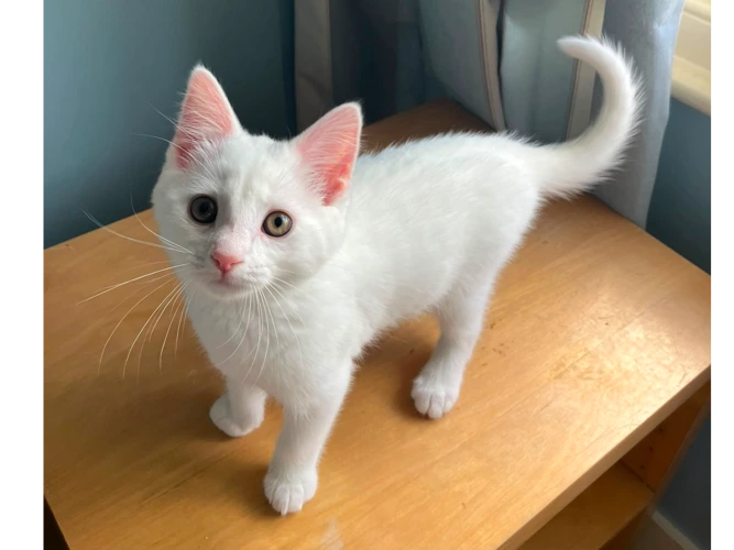 Kittens – Tea Party - Chai