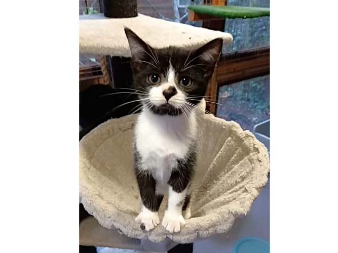 Kittens – Aqua & Zircon