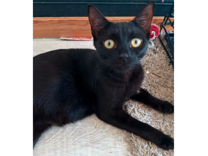ROSIE
