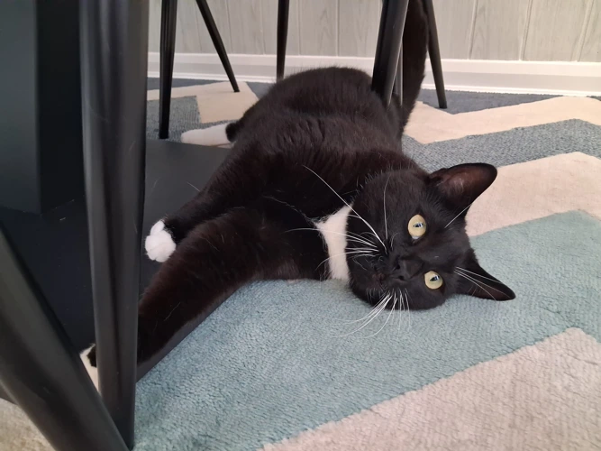 Ozzy