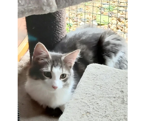 Kittens – Jason & Zak