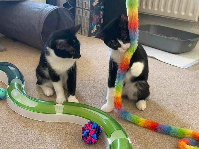 Polly & Phipps
