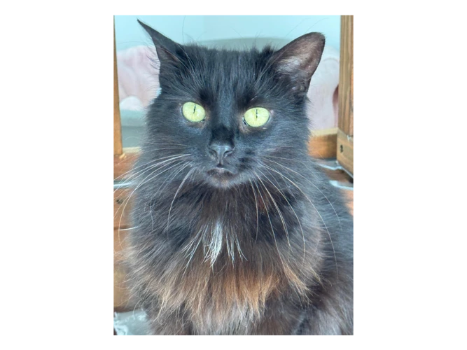 Suzi
