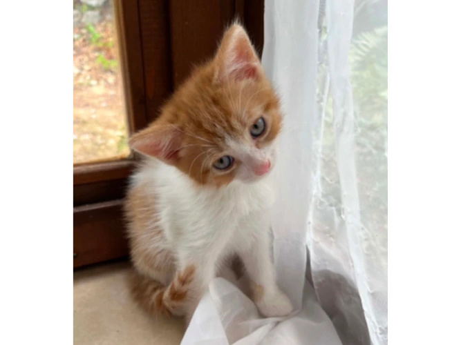 Elliott