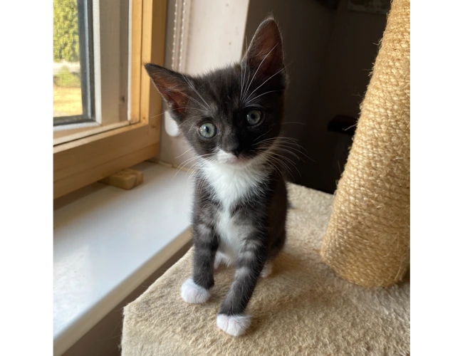 Kitten – Gus