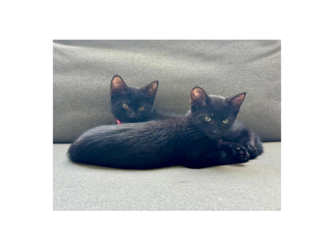 Paddy and Rupert