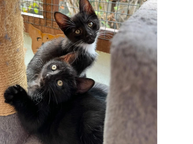 Eight adorable kittens