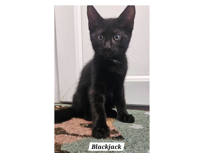 BLACKJACK