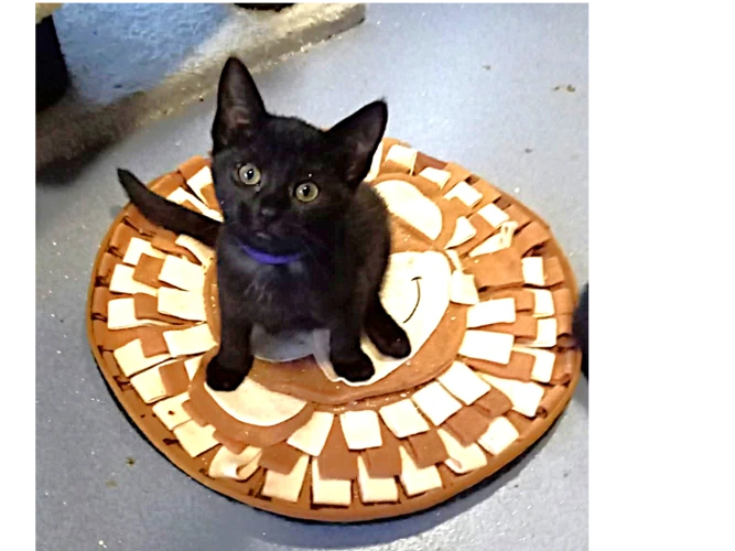 Kittens – Opal & Garnet