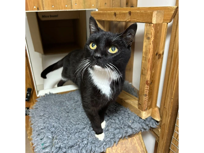 RESERVED Bagcat Chillie