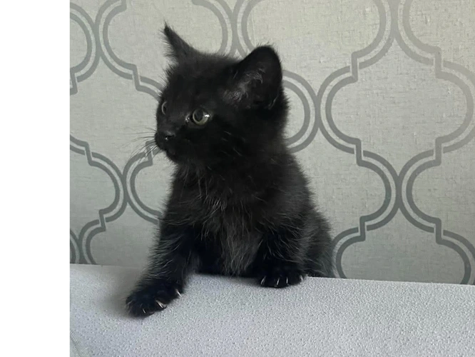 Shadow & Midnight