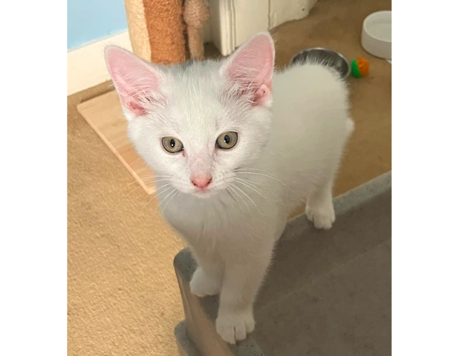Kittens – Tea Party - Peppermint