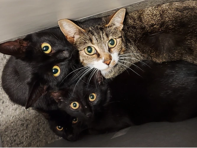 Bolt, Dart, Skedaddle & Rivet