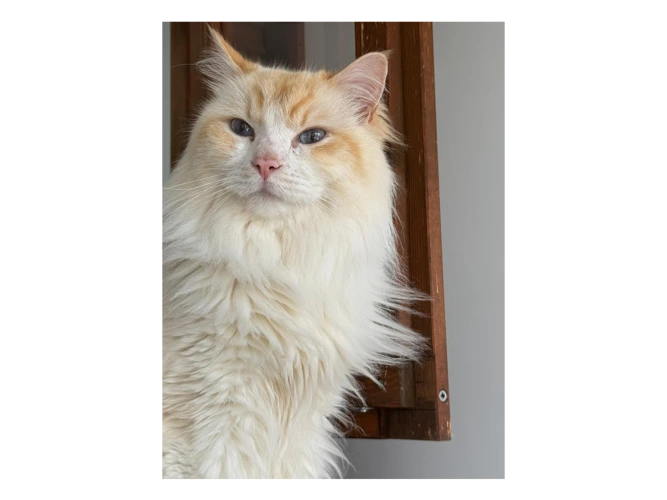 Charlie