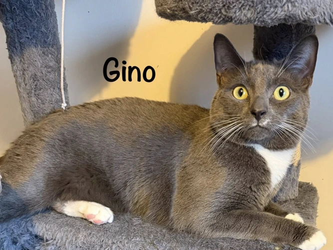 GINO