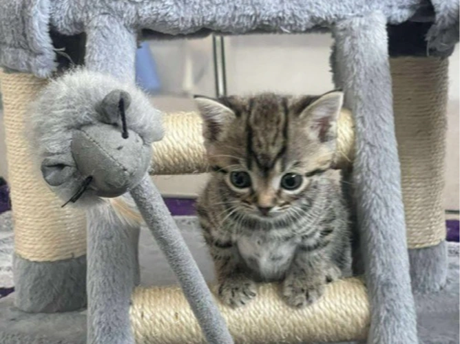 4 Adorable Kittens