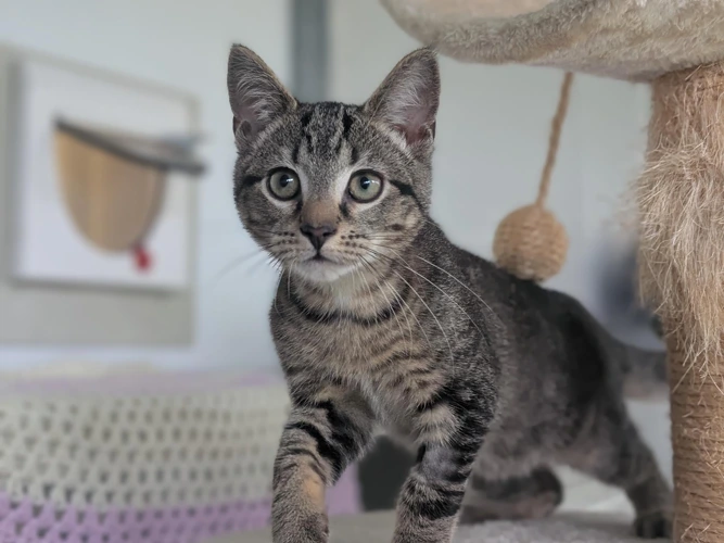 Kittens (Noodles and Mittens)