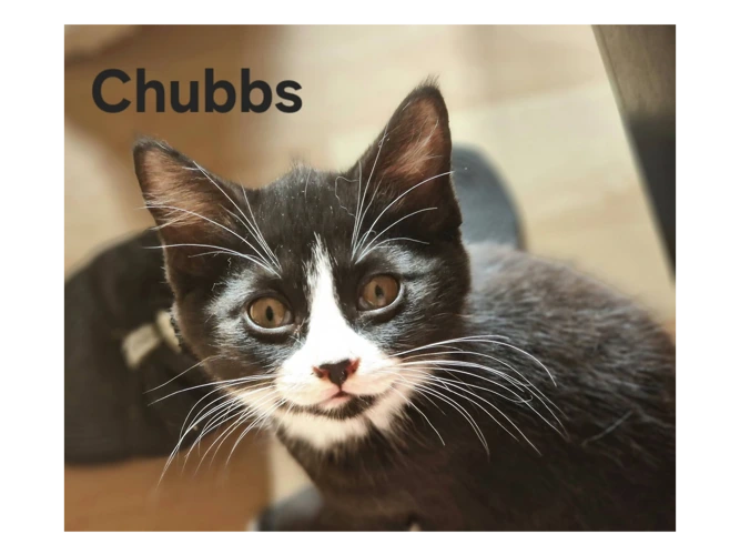 CHUBBS
