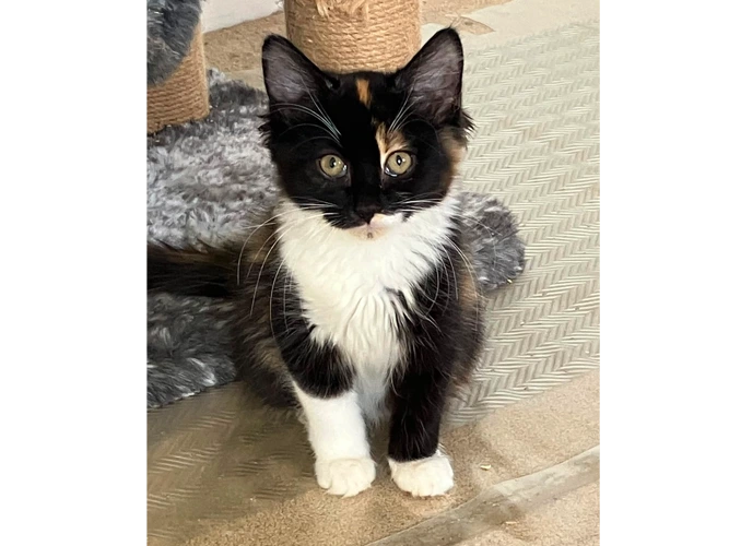 Kittens – Ruby & Pearl