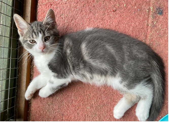 Milo