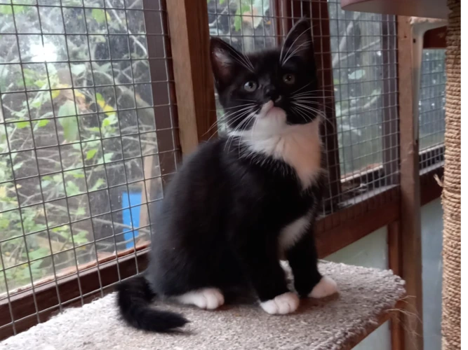 Kitten – Royston