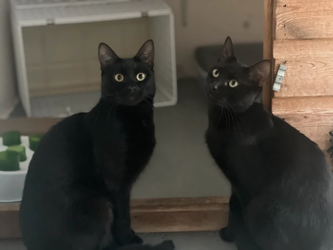 Bobby & Marley