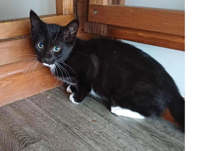 2 Black & White Kittens