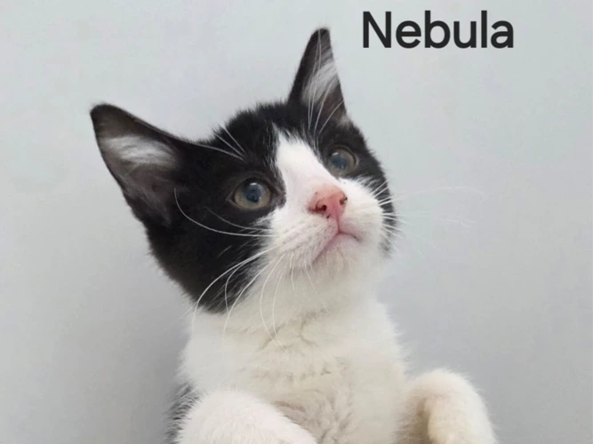 Nebula