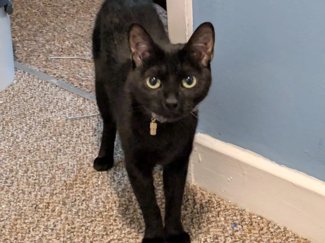 Mimi