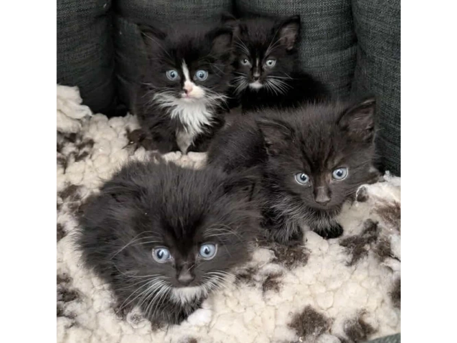 5 beautiful 8-week-old kittens