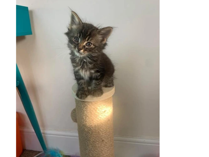 Rosie