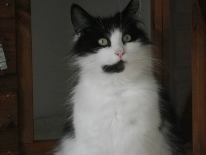 Diego