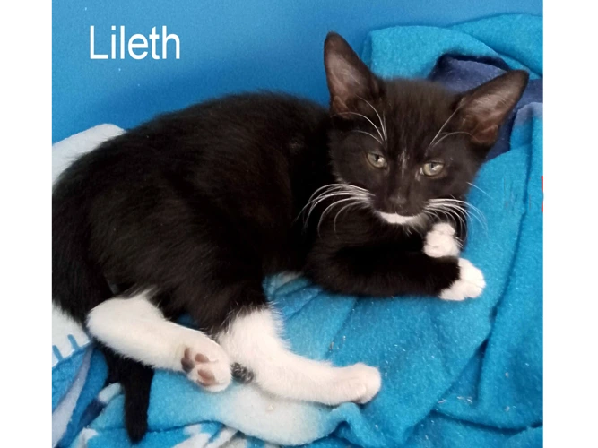Lileth