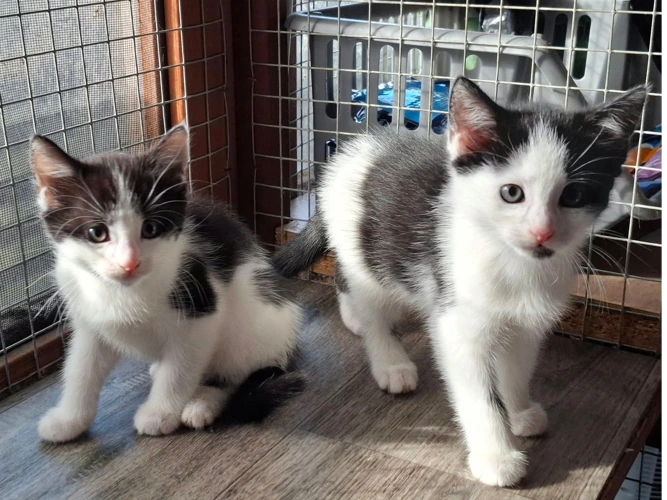2 Kittens - Double the trouble, double the love !!