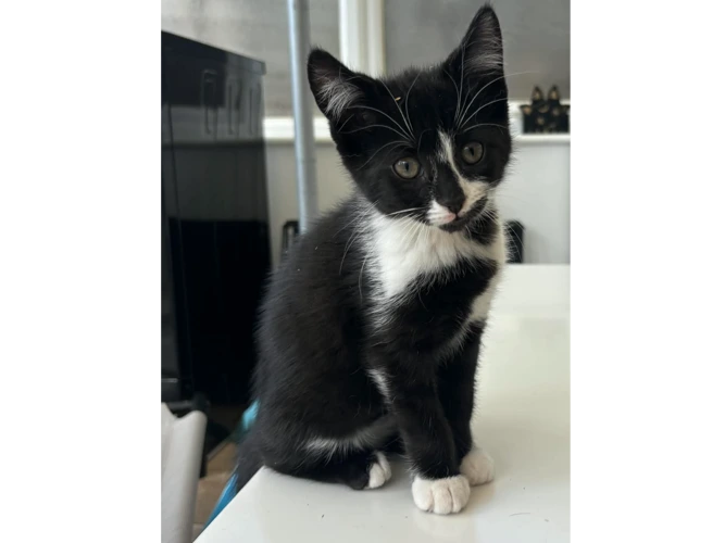 Chloe