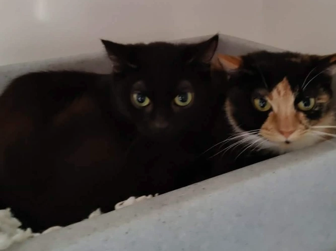 Sebastian, Gaston & Dora