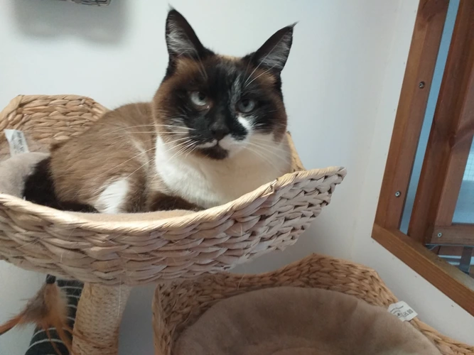 Misha