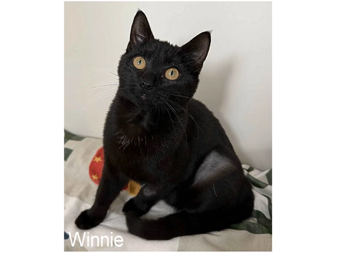 WINNIE