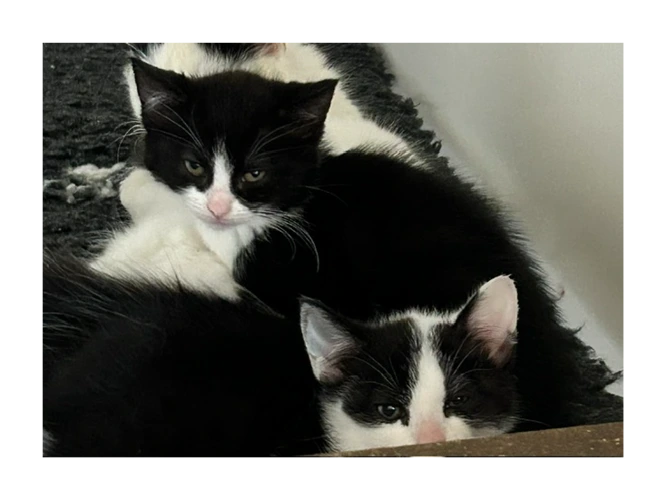 🐾 5 Tiny Tuxedos Seeking Forever Homes! 🐾
