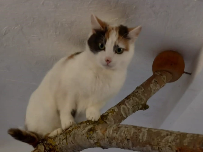 Professional Mousers – Polly & Bess