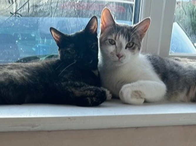 Willow and Brownie