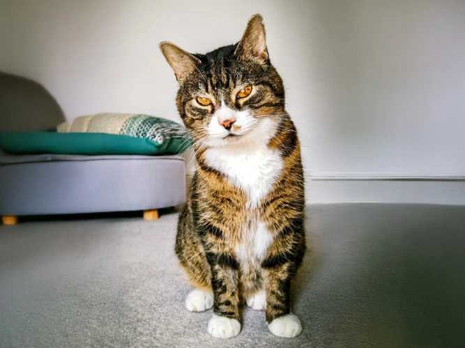 Mr Tom