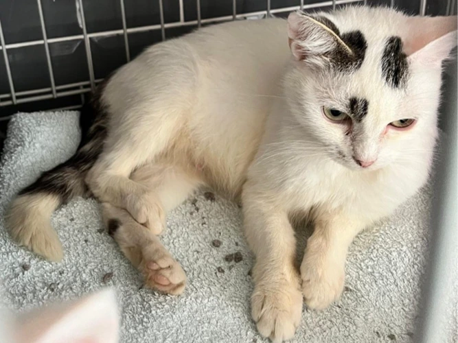 Lily - OUTDOOR HOME NEEDED