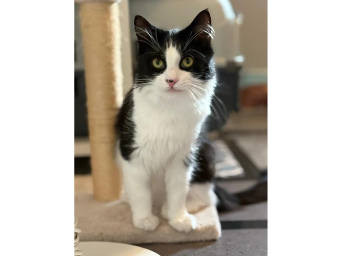 Boris