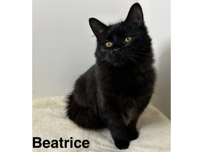 BEATRICE